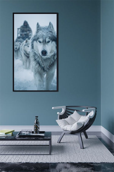Blizzard Husky